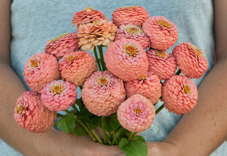 Zinnia