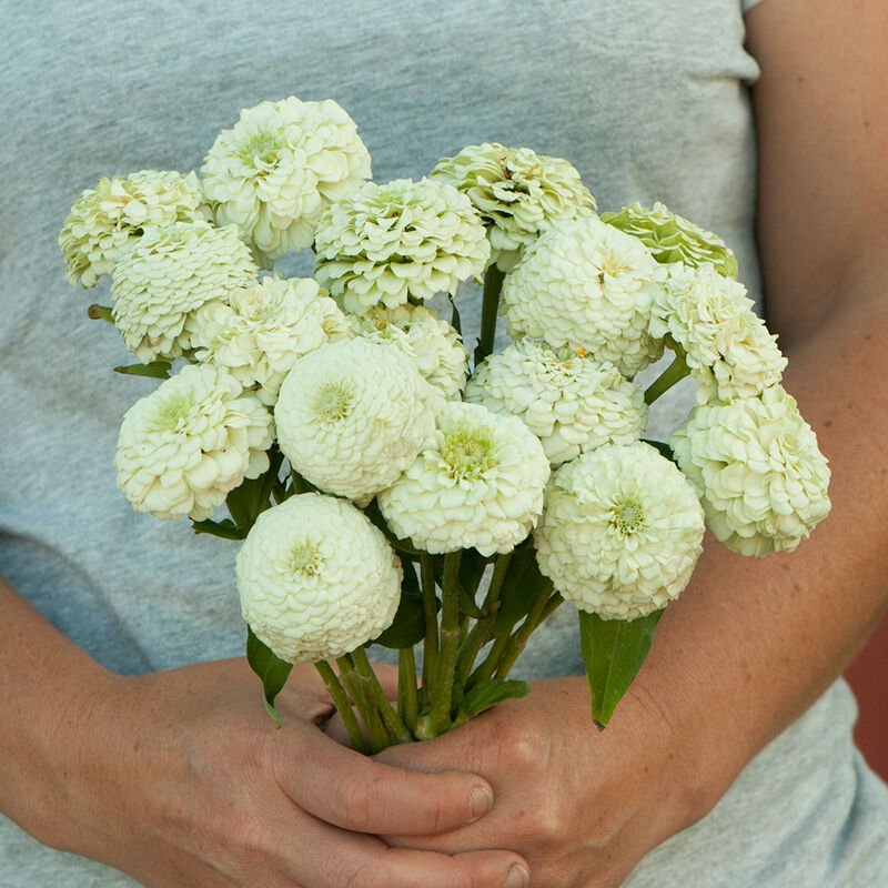 Zinnia