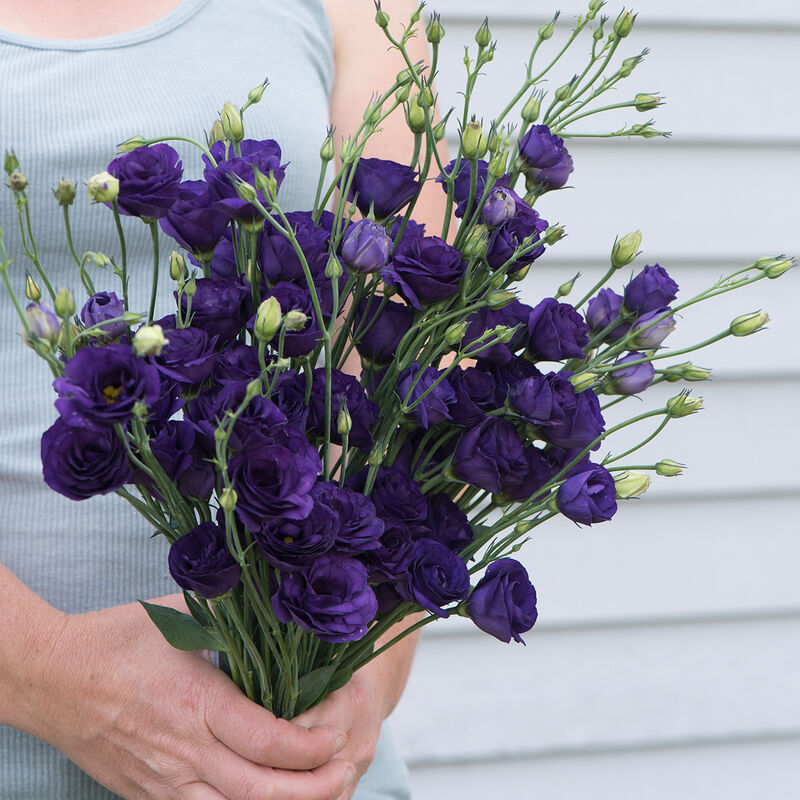 Lisianthus