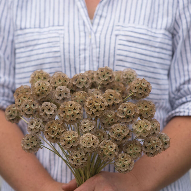 Scabiosa