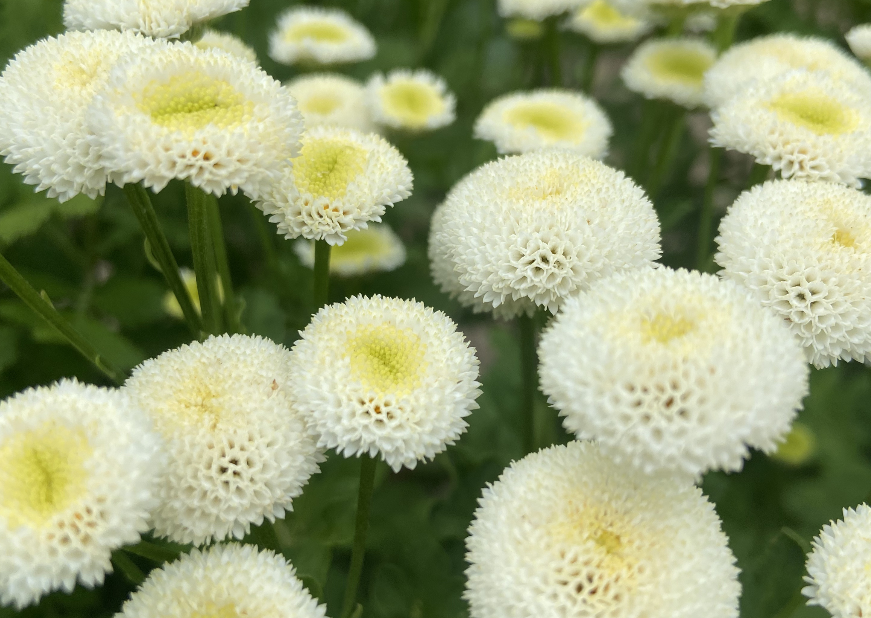 Feverfew