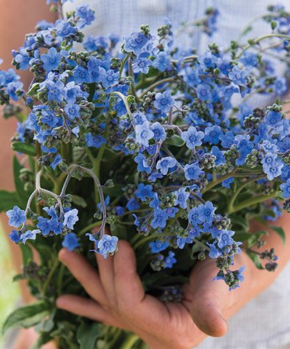 Forget-Me-Not