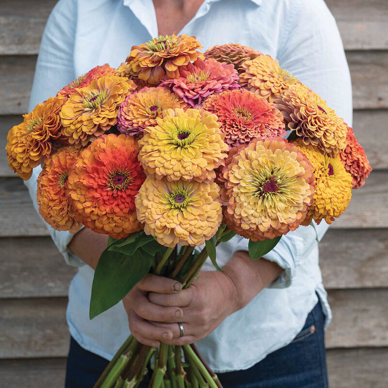 Zinnia