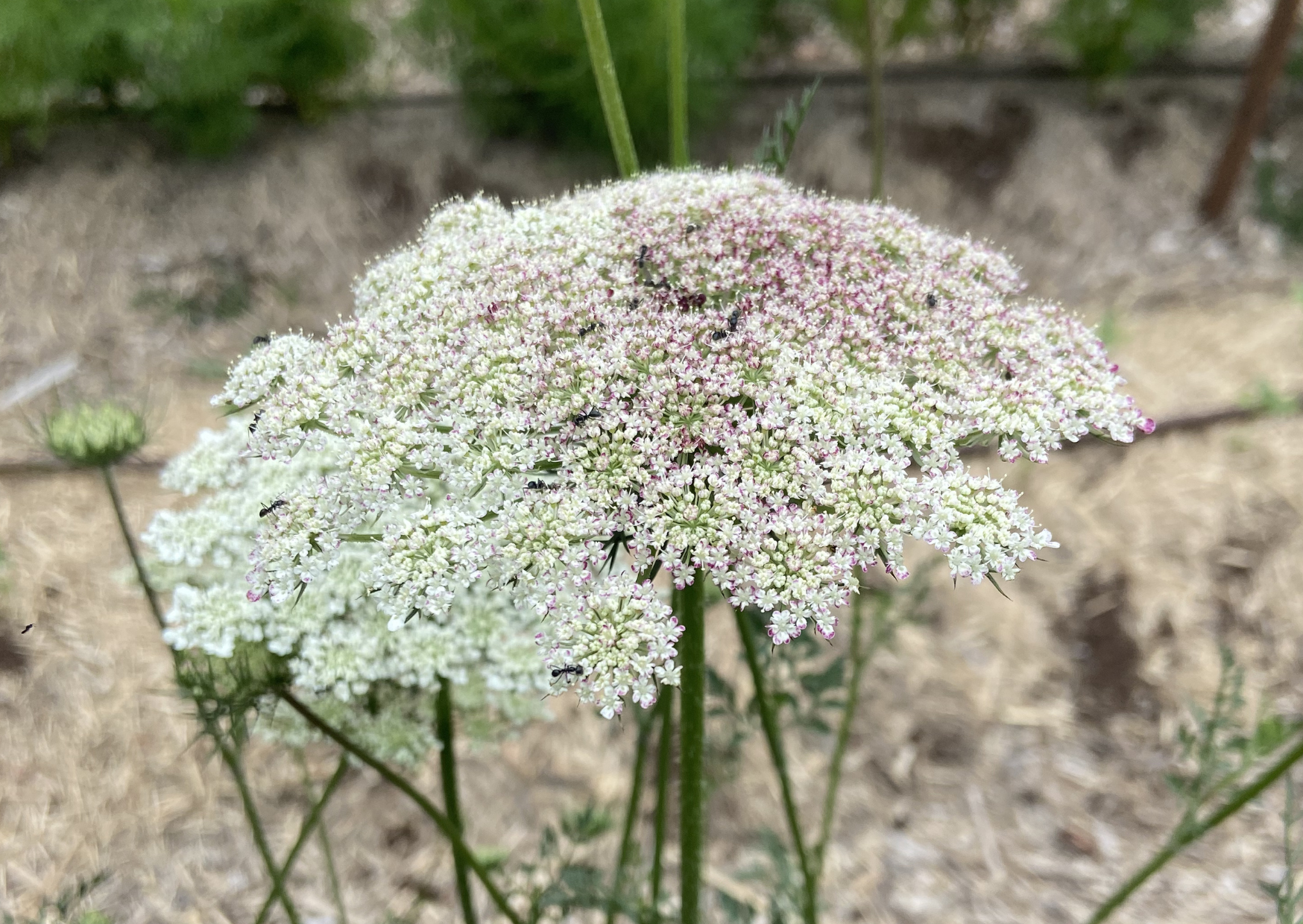 Queen Anne's Lace