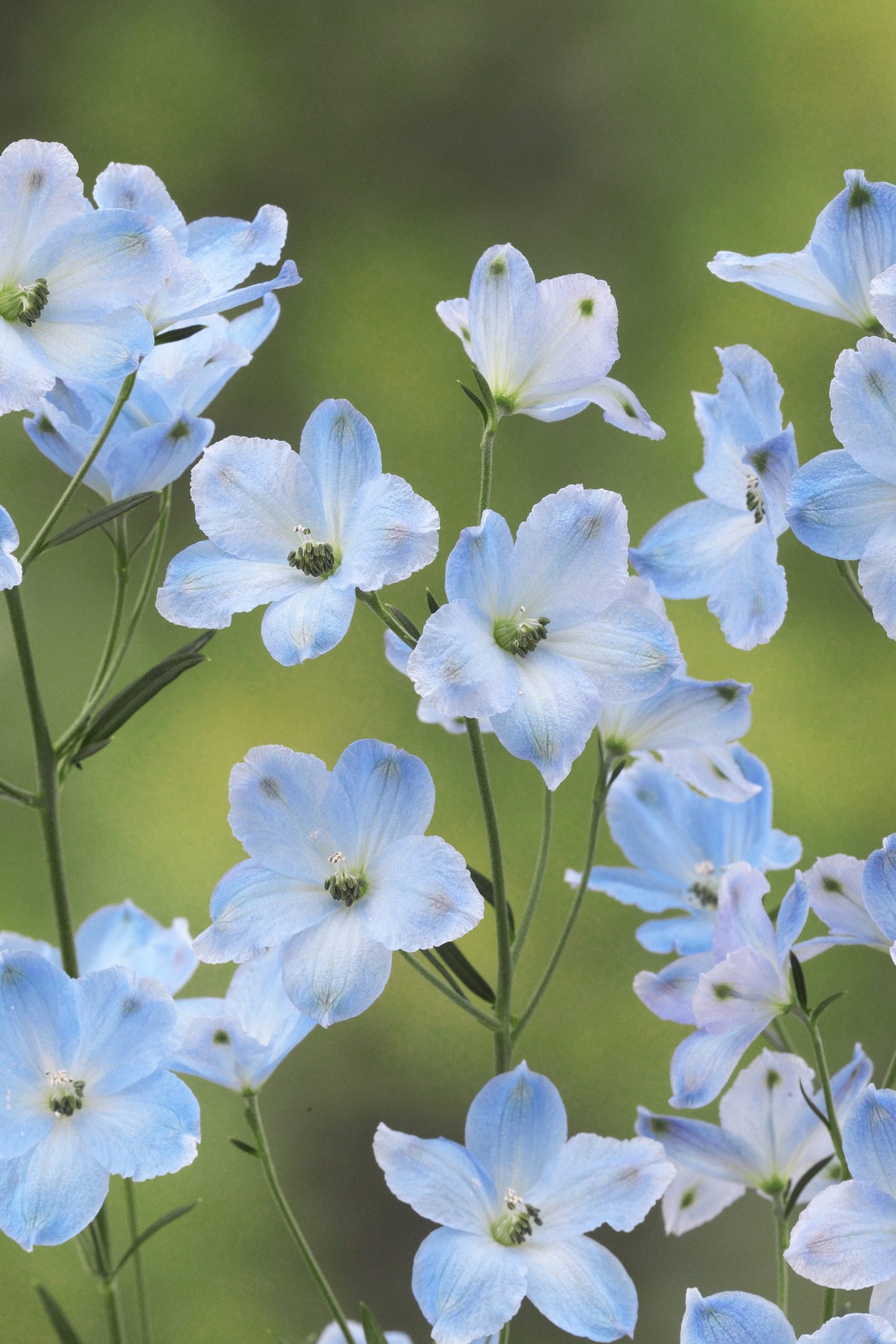 Delphinium