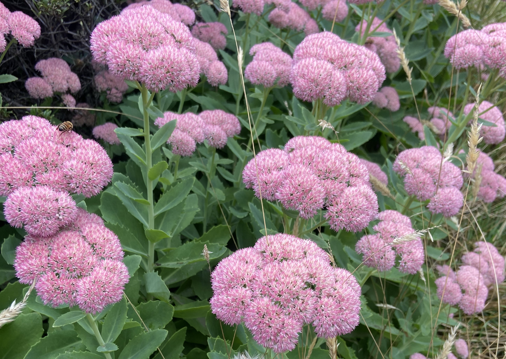 Sedum