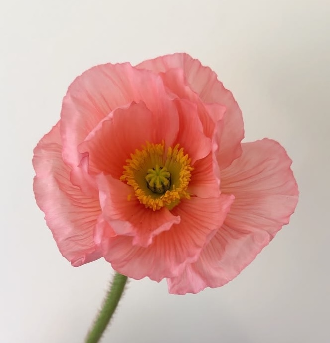 Iceland Poppy