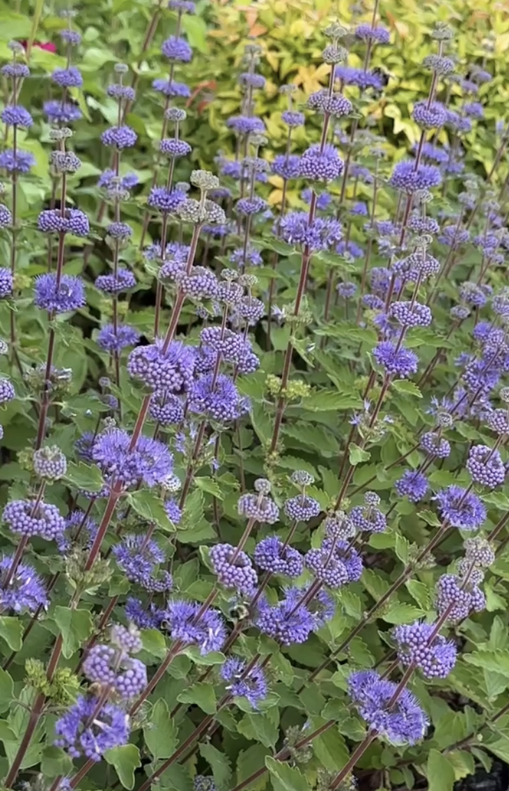 Caryopteris