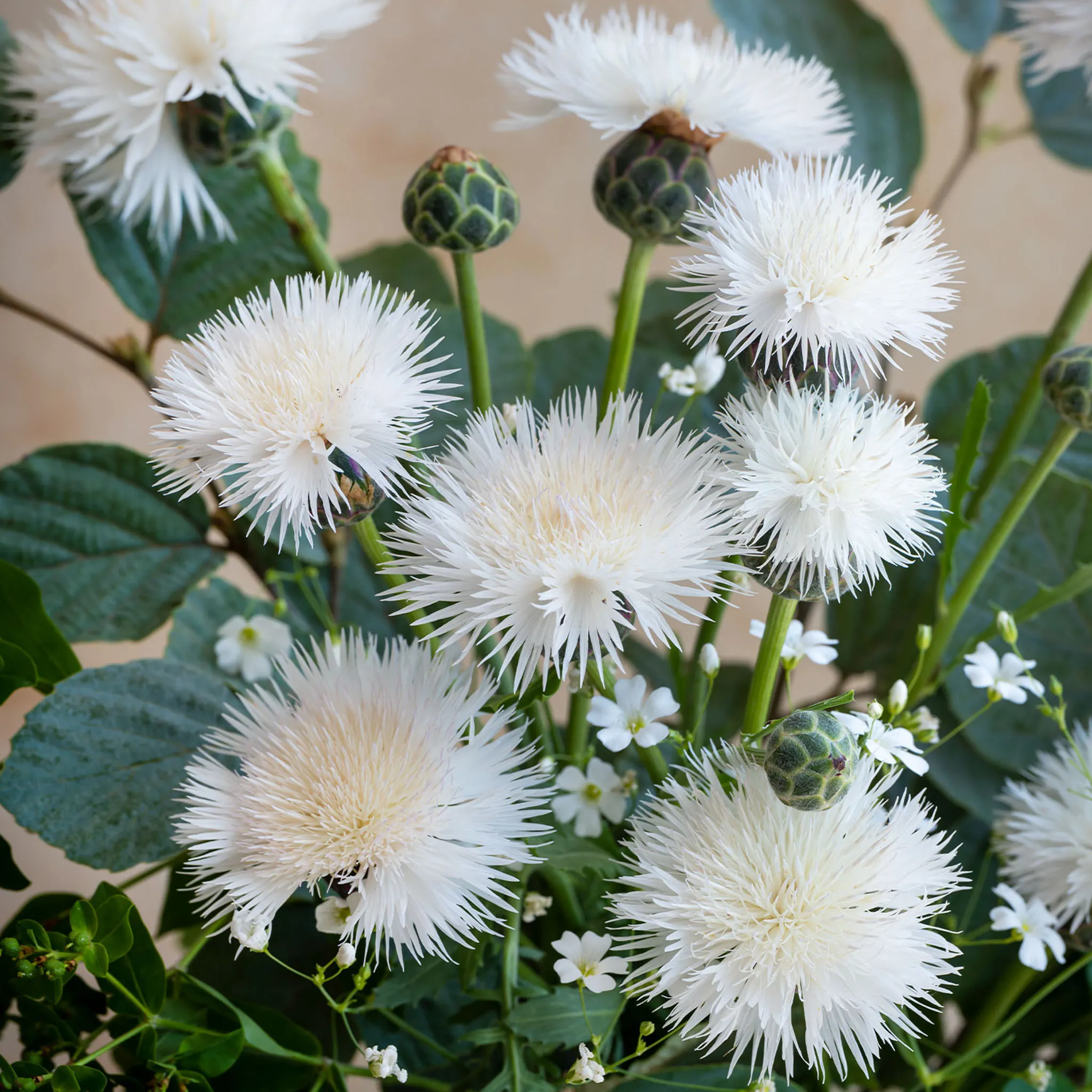 Centaurea the bride