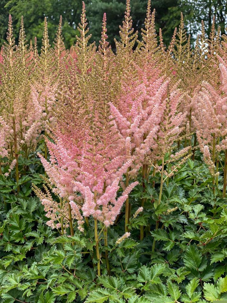 Astilbe Satin Pearls 