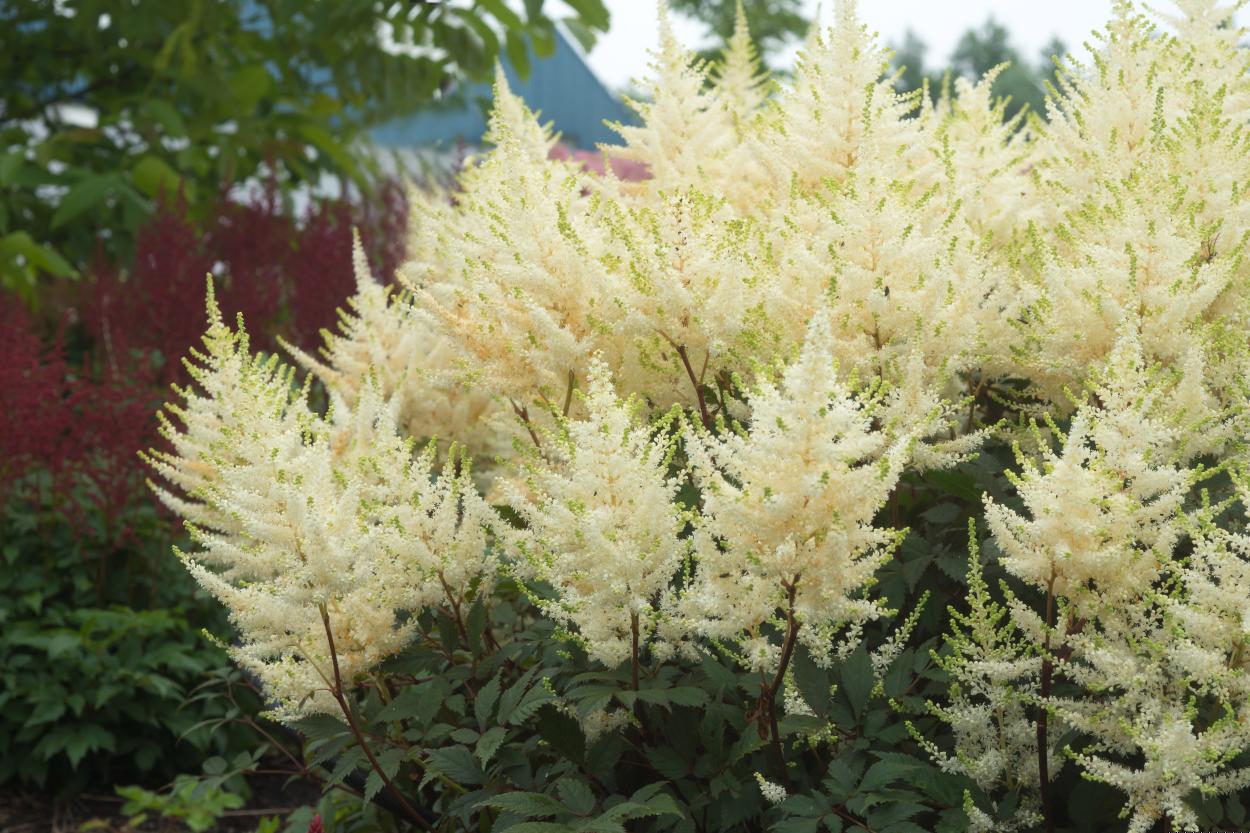 Astilbe Mojito 