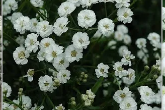 Achillea, The Pearl