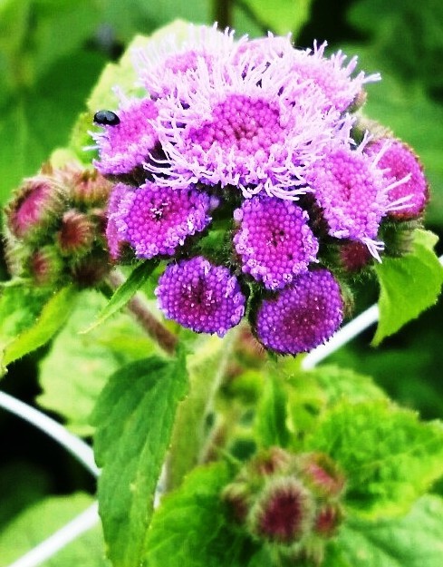 Ageratum