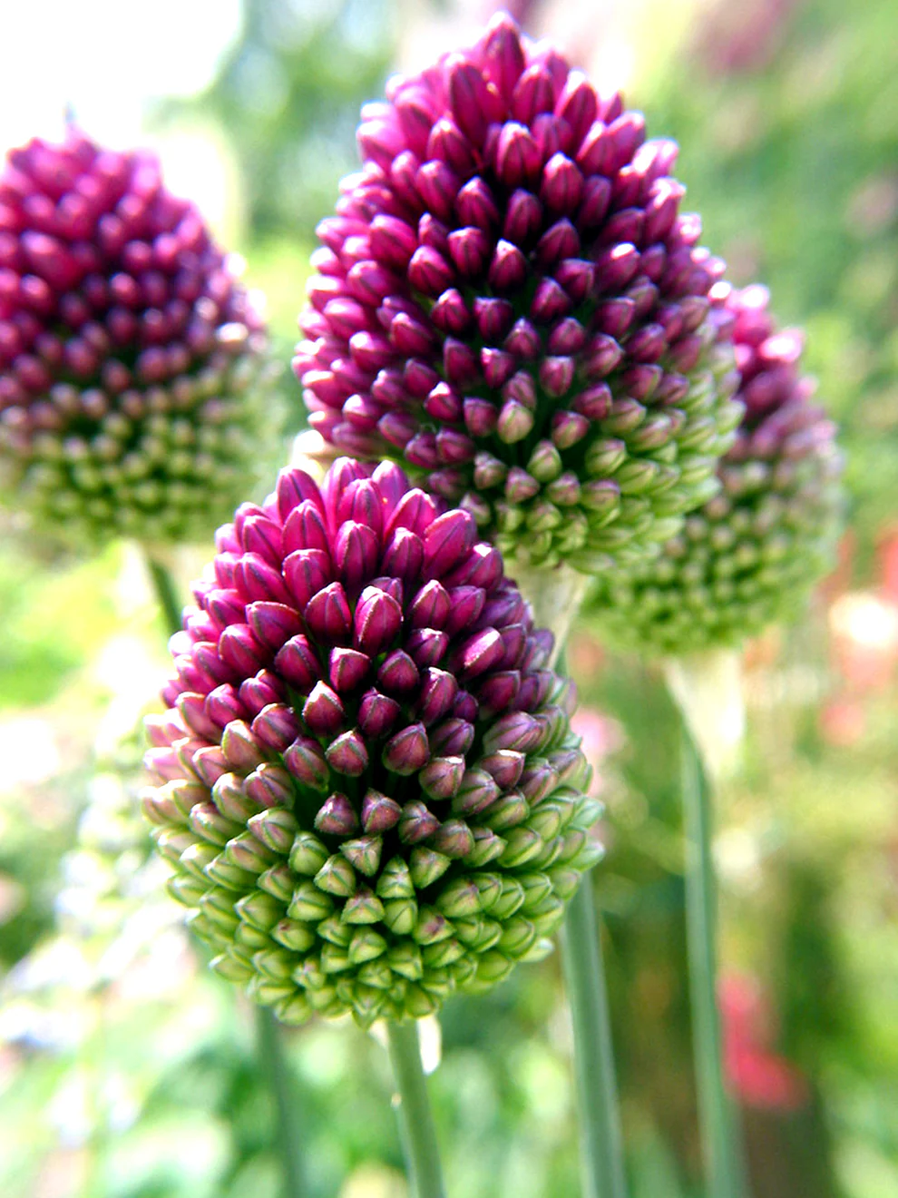 Allium