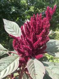 Amaranth Red Spike