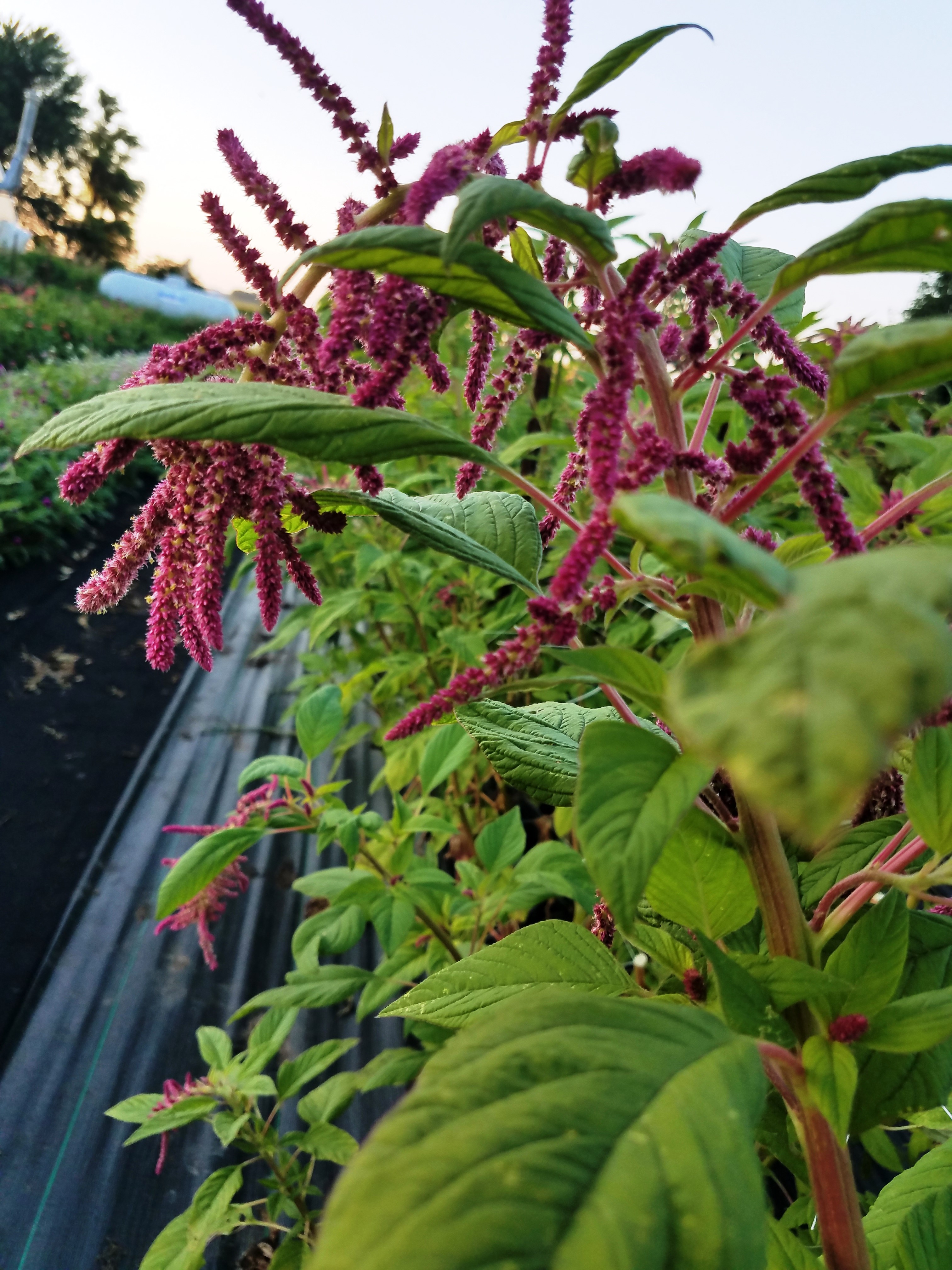 Amaranth Draping Burgundy