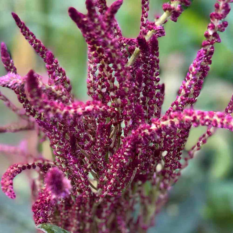 Amaranth