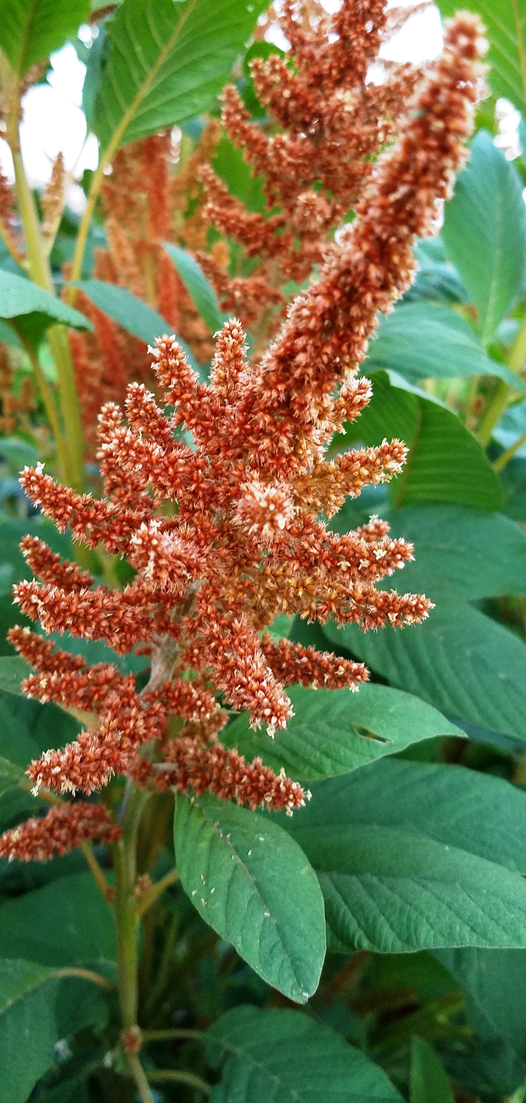 Amaranth Hot Biscuits
