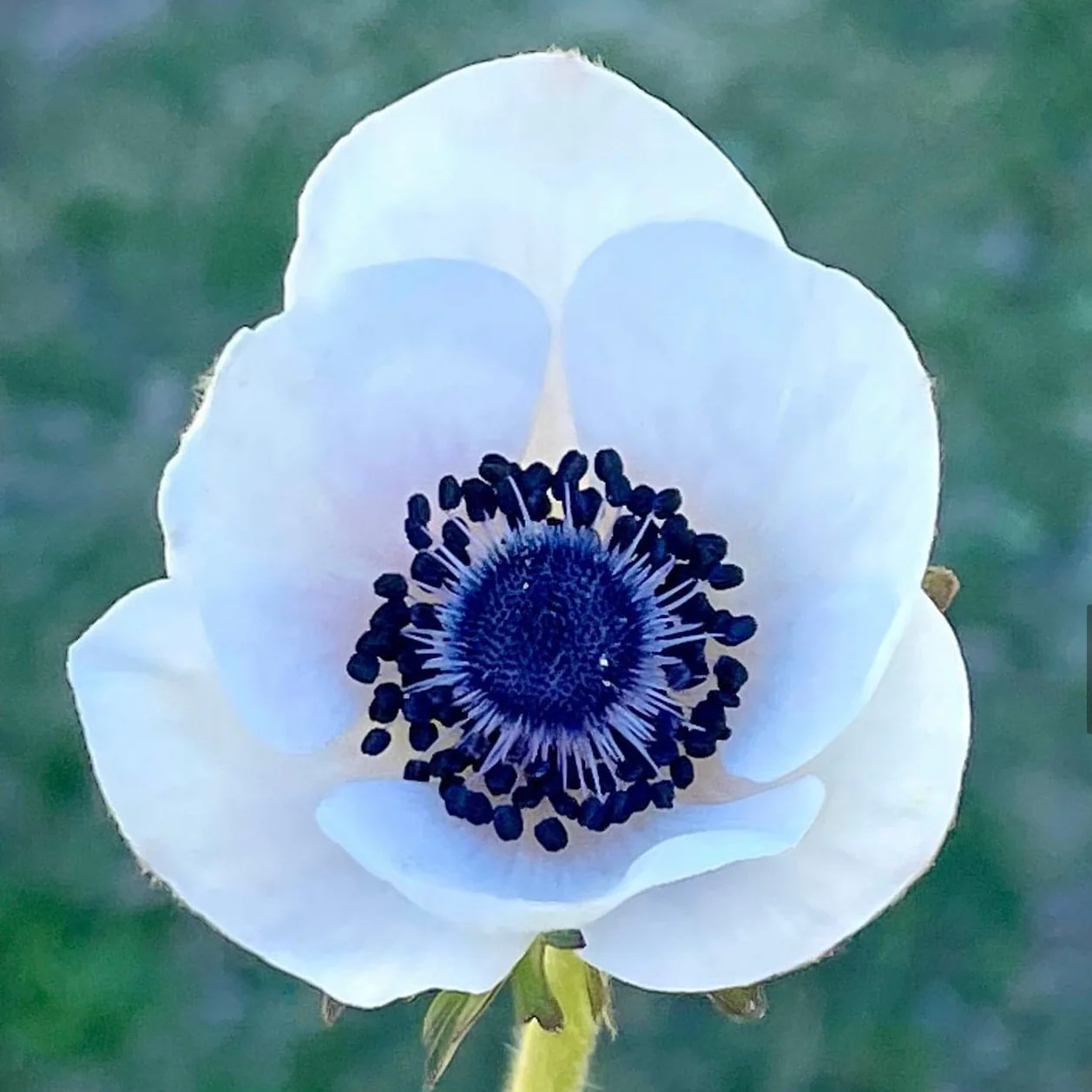 Anemone