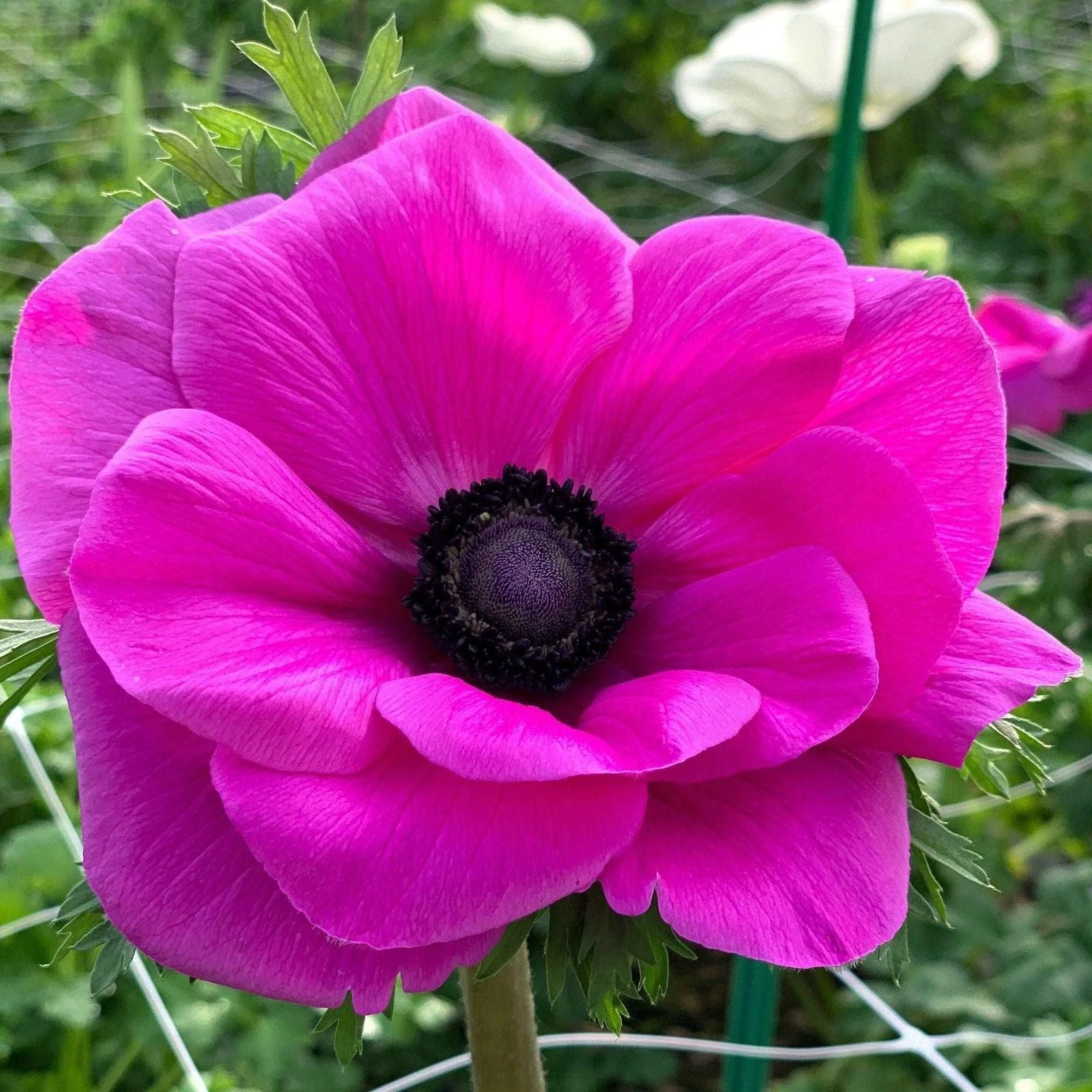 Anemone