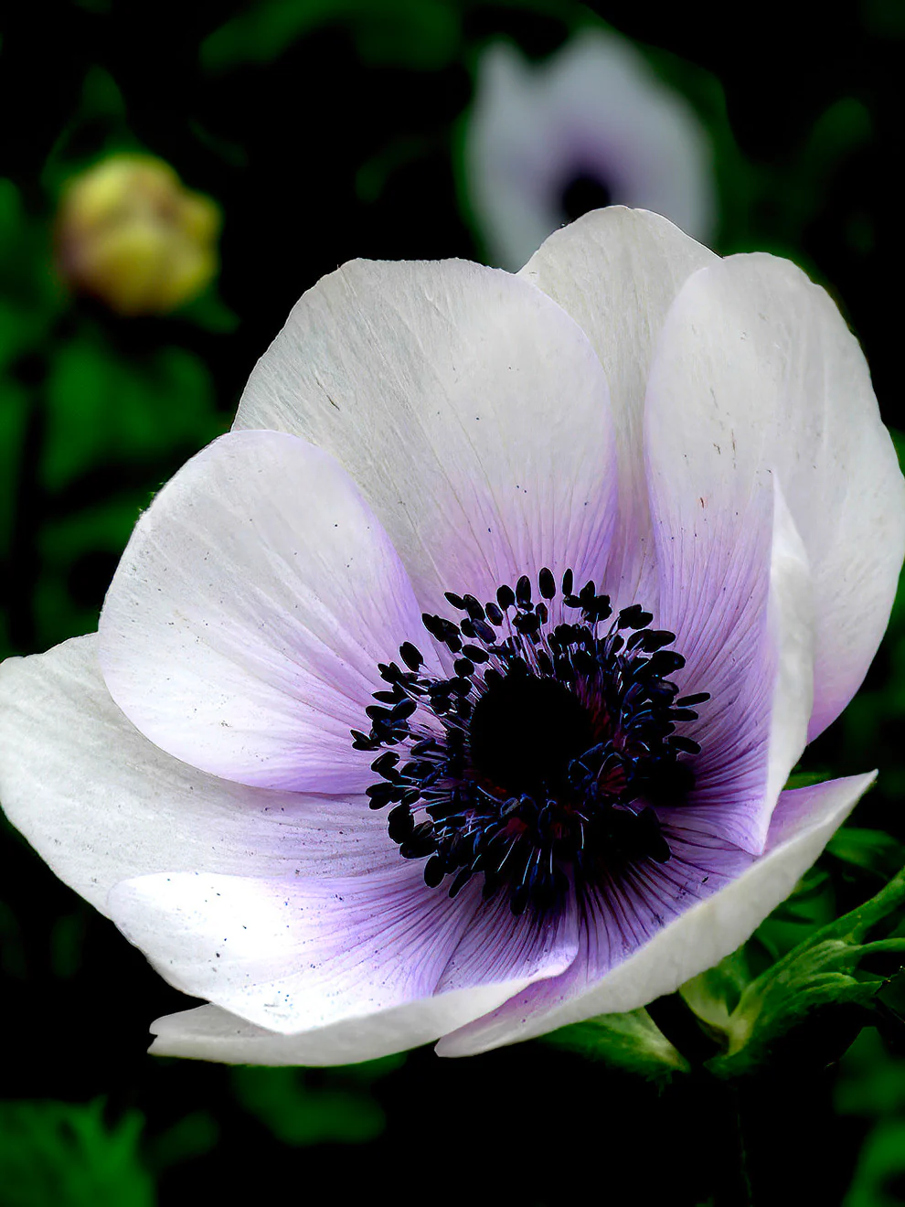 Anemone