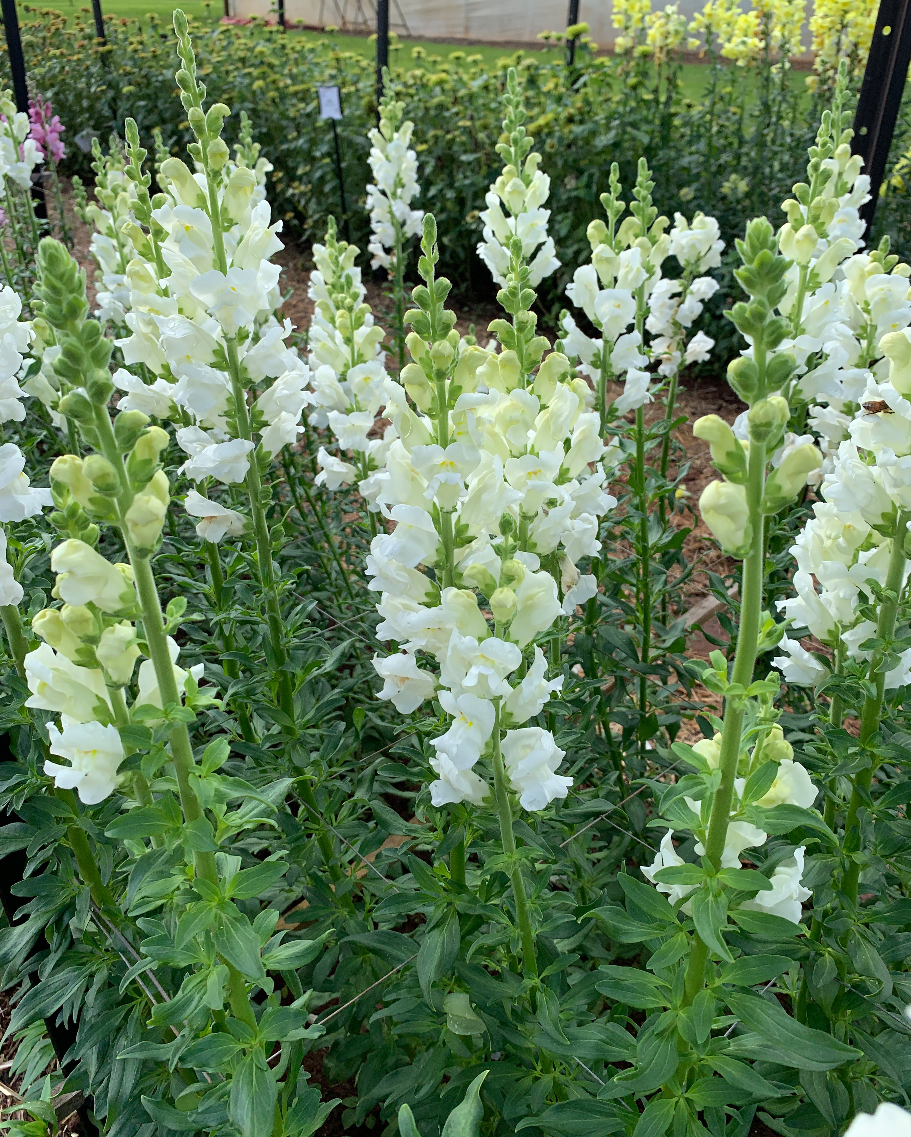 Snapdragon Ivory