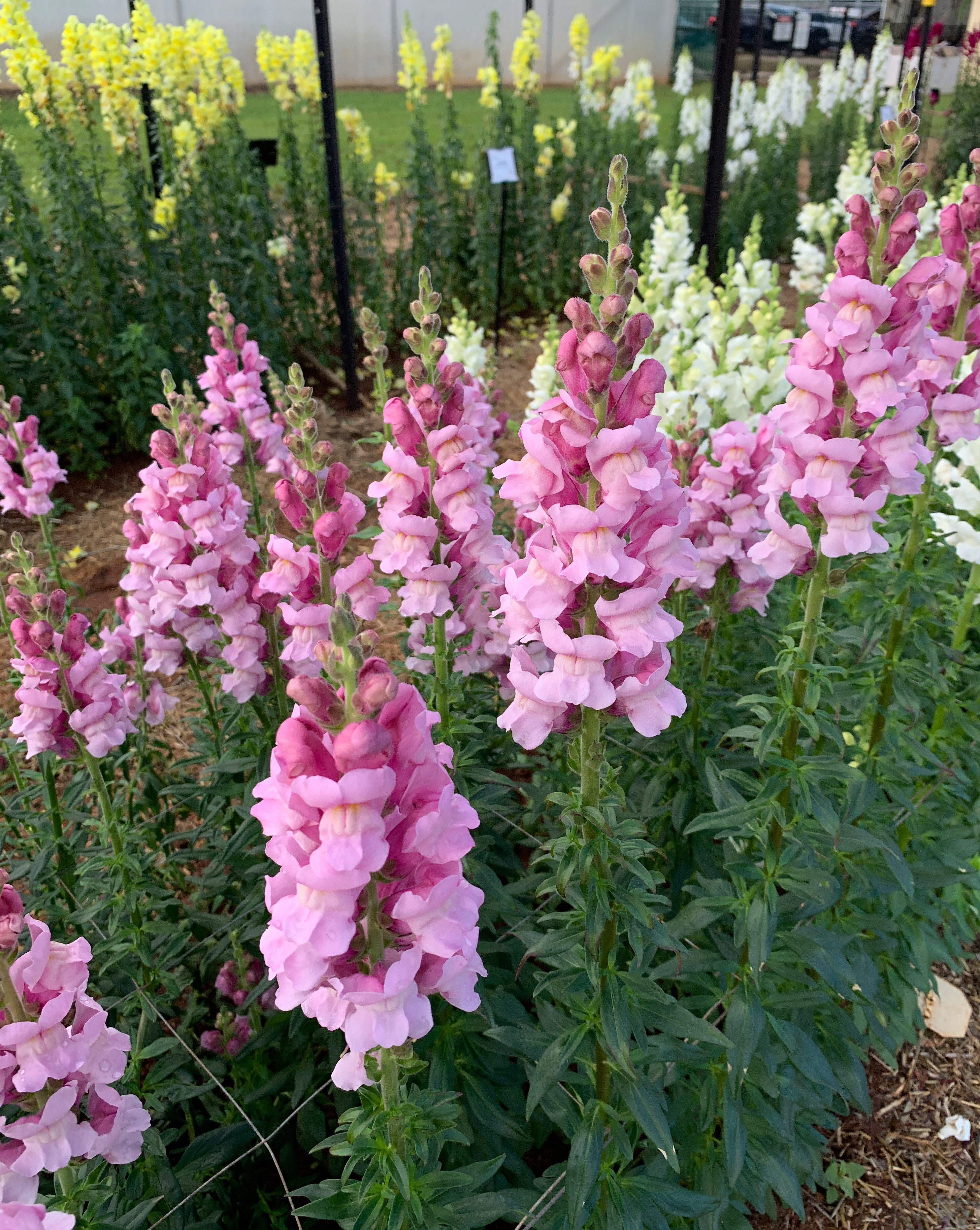 Snapdragon