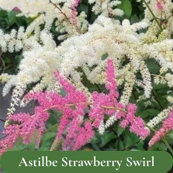 Astilbe Strawberry Swirl