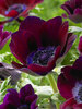 Anemone