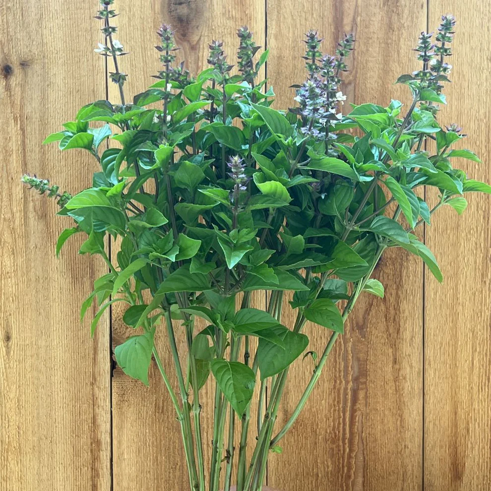 Basil