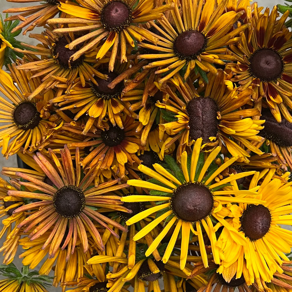 Rudbeckia hirta