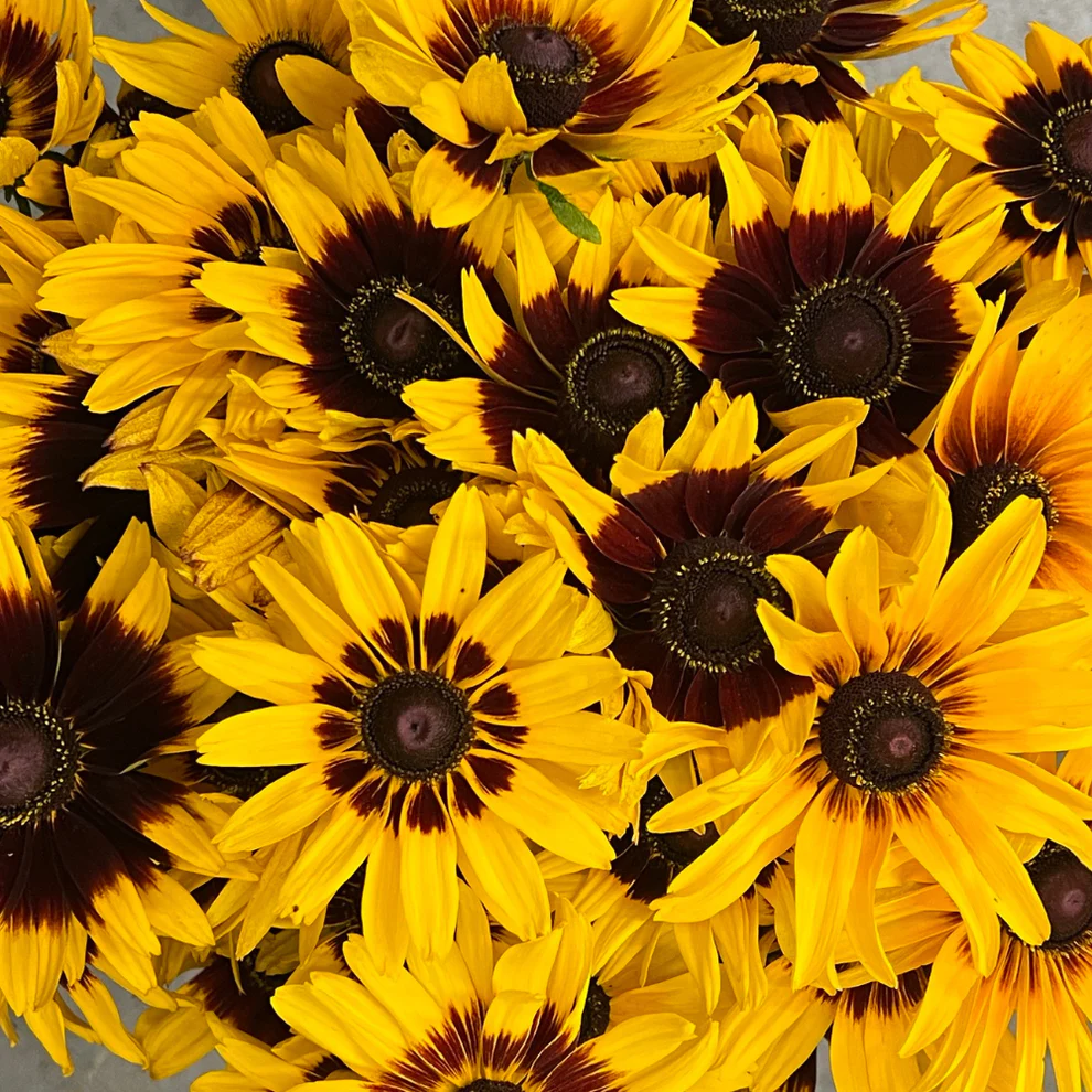 Rudbeckia hirta