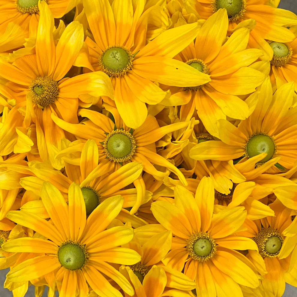Rudbeckia hirta