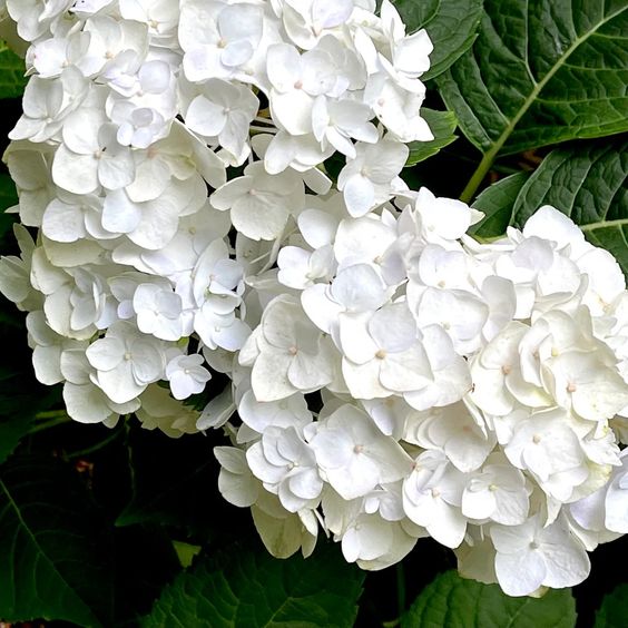 Hydrangea Blushing Bride 