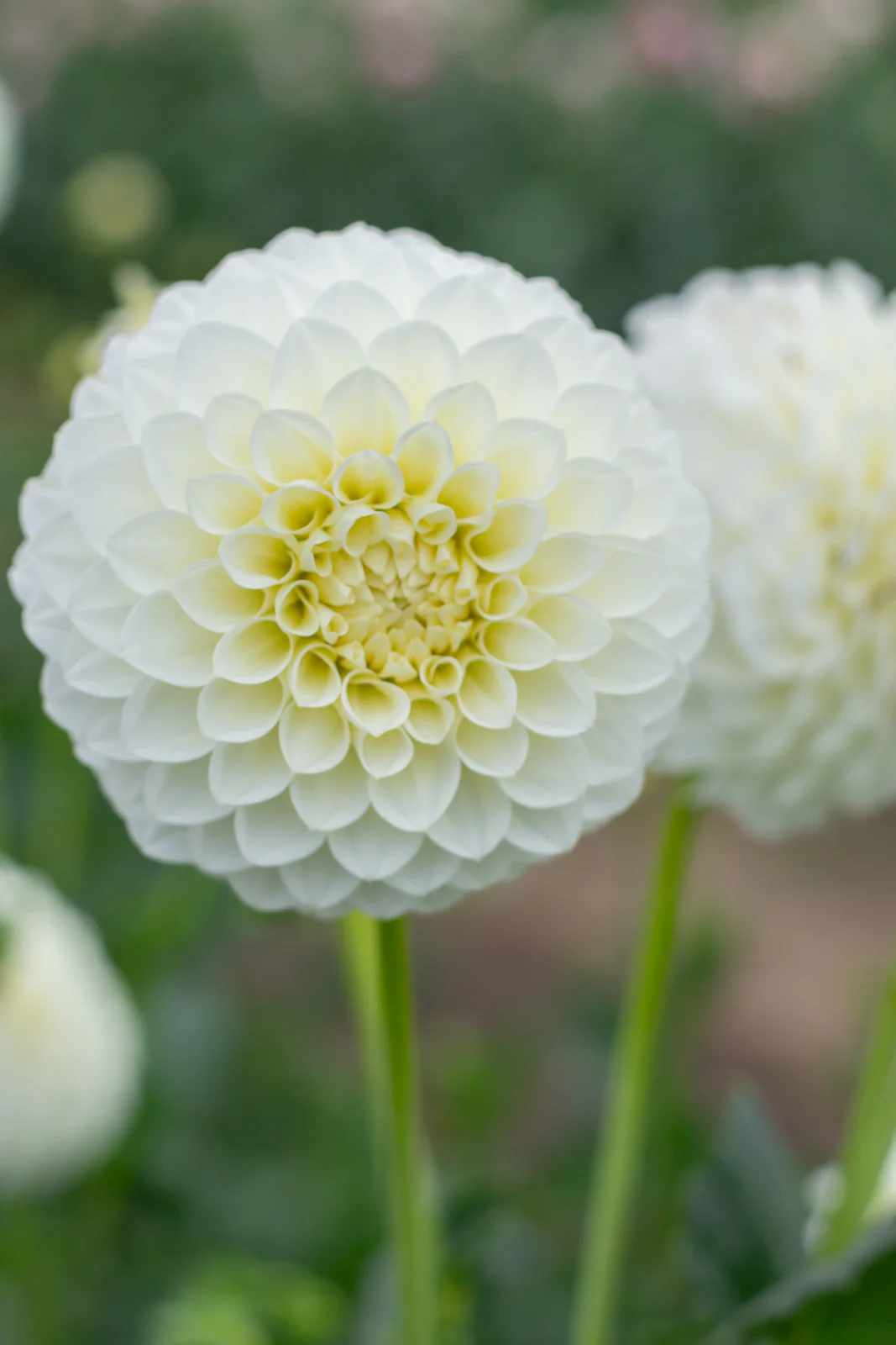 Dahlia