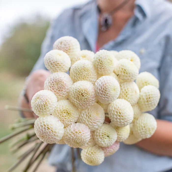 White Dahlias Mix