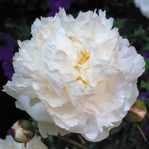 Peony Bowl of Cream 
