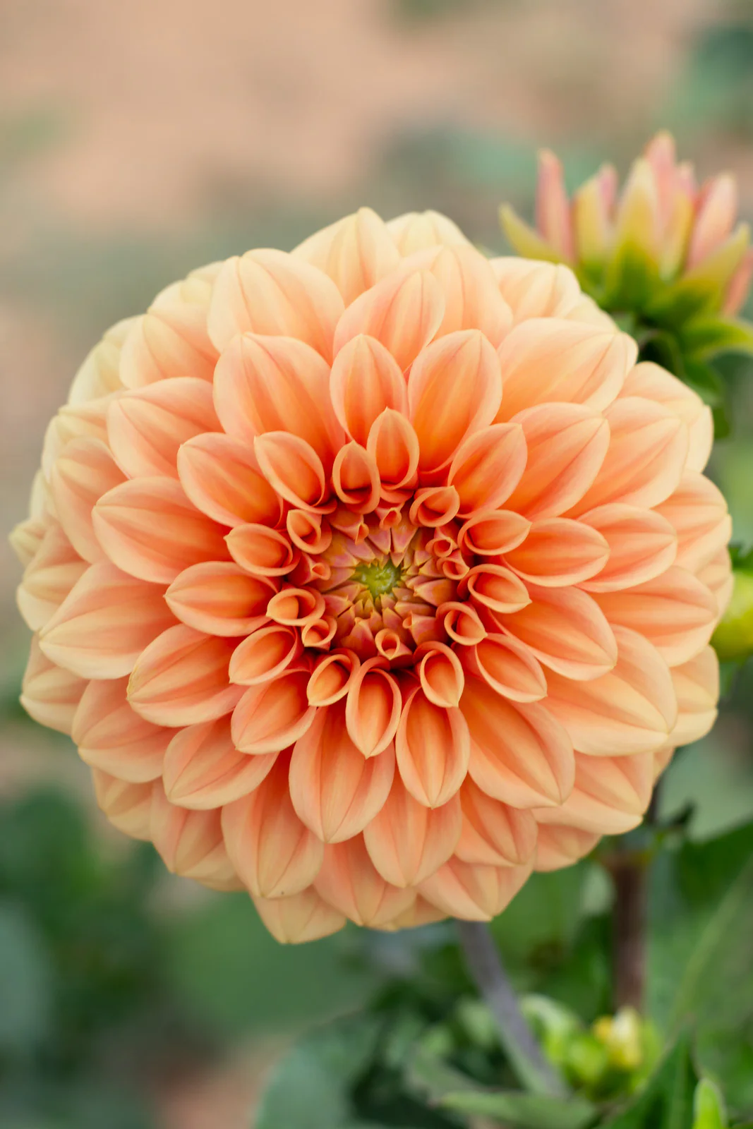 Dahlia