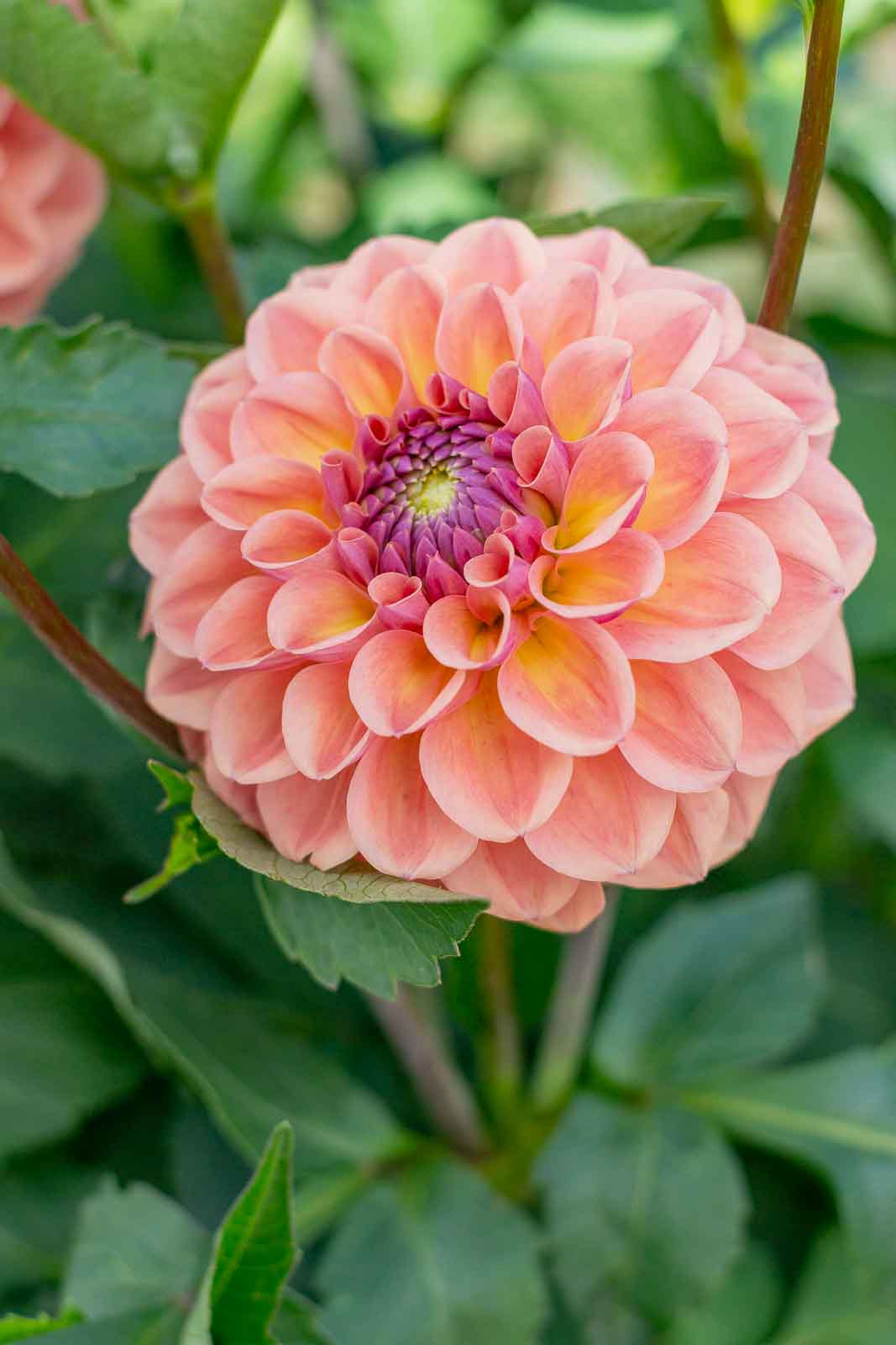 Dahlia