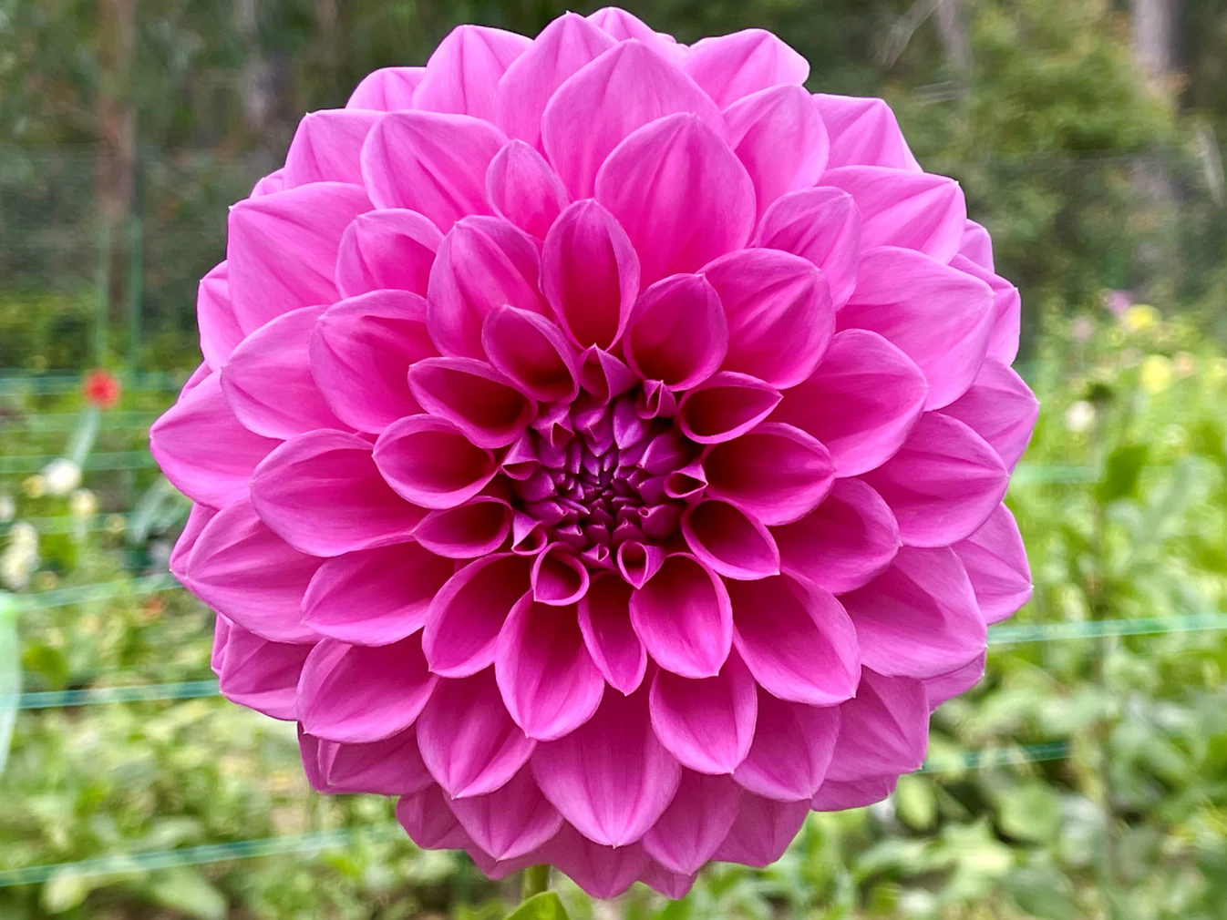 Dahlia