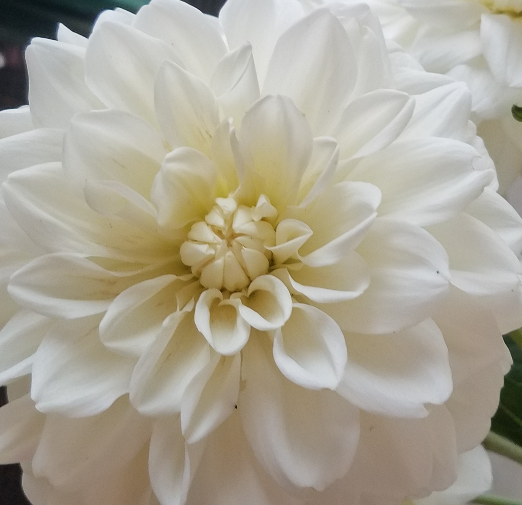 Dahlia Bride to Be