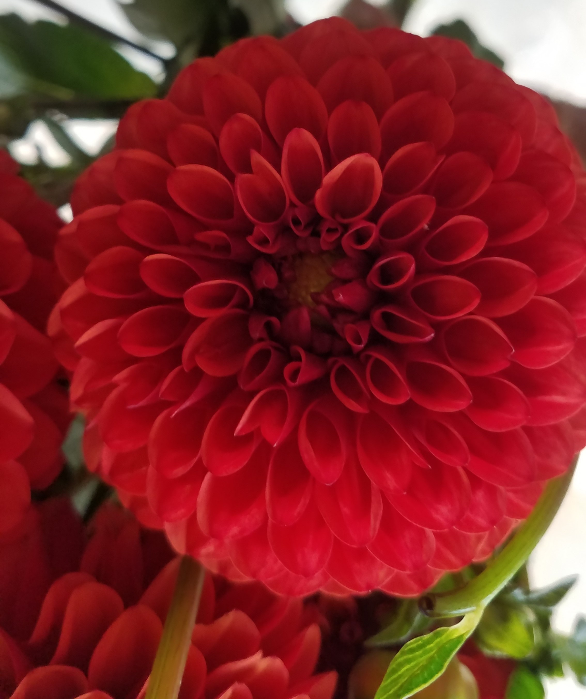 Dahlia Brown Sugar