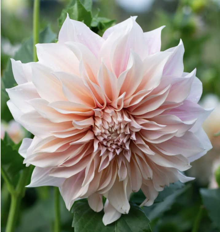 Dahlia