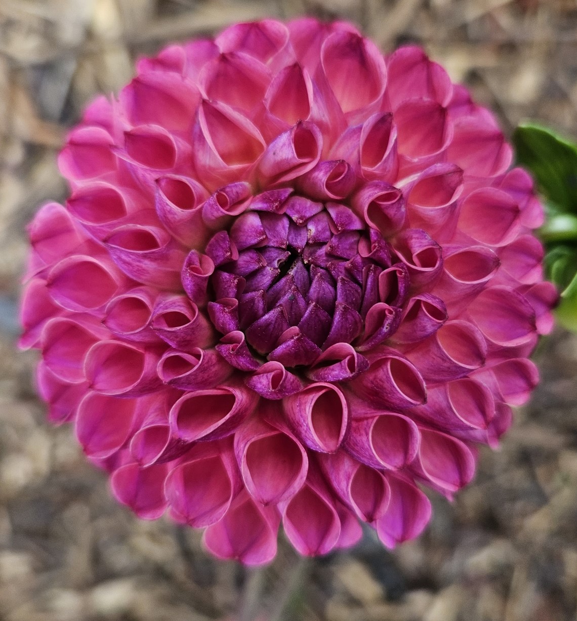 Dahlia Caitlin's Joy