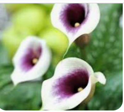 Calla lily