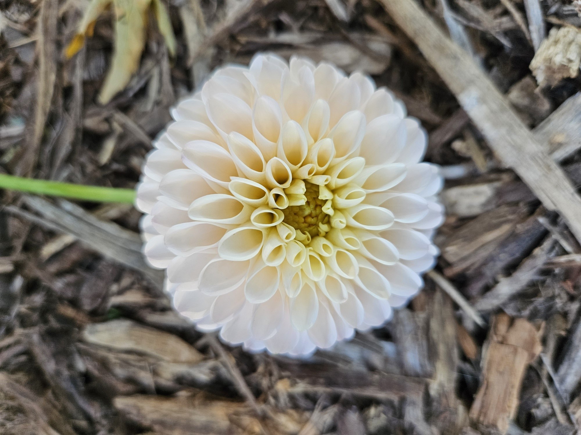 Dahlia Camano Zoe