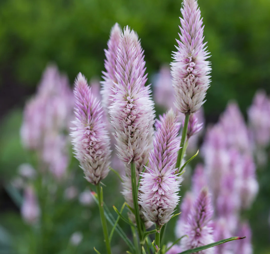 Celosia flamingo