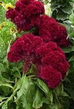 Celosia Cramer's Burgundy Comb