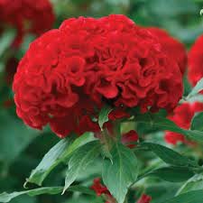 Celosia Chief Red