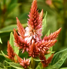 Celosia Celeway Terra Cotta